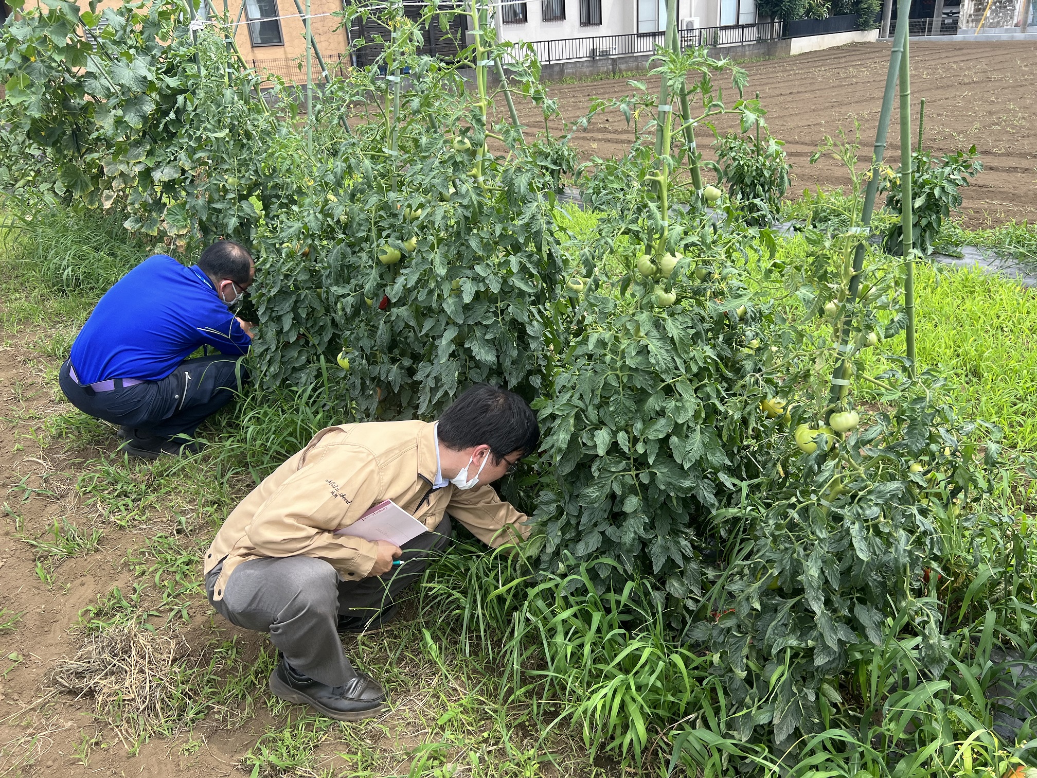 生分解ポット使用圃場を見学してきました